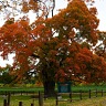 The Comfort Maple